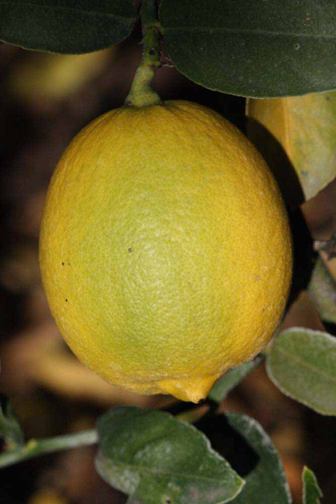            Fruit (Egyptian, Riverside, CA)   